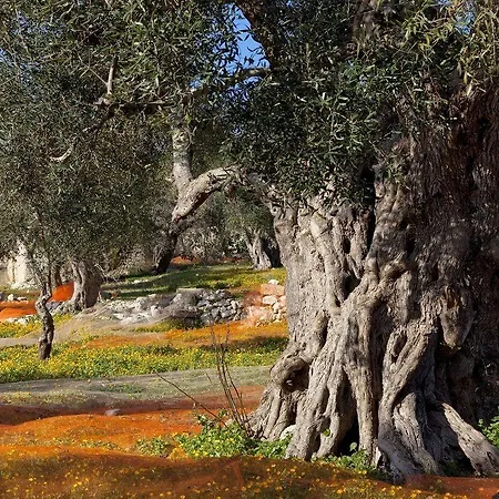 Residenza Celeste أليزيو